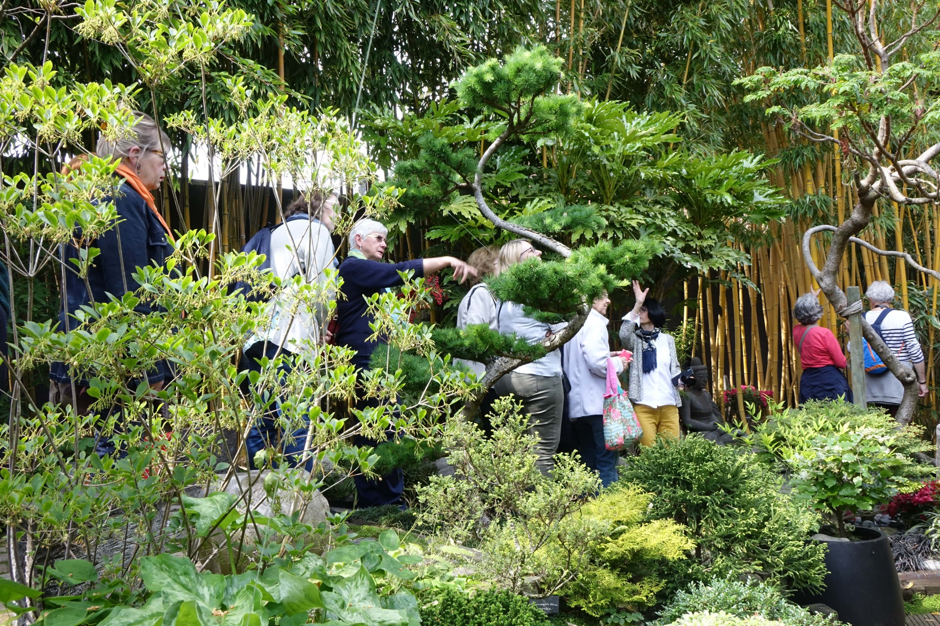 1-le-sentier-du-chimonobambusa-m-vandenbussche 1-le-sentier-du-chimonobambusa-m-vandenbussche