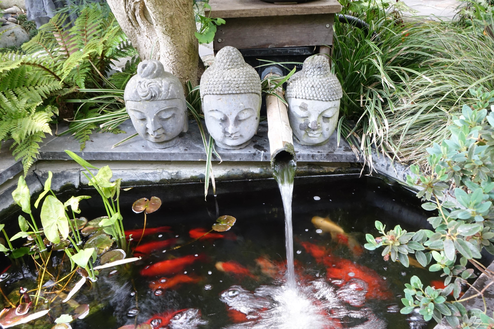 le-sentier-du-chimonobambusa-m-vandenbussche le-sentier-du-chimonobambusa-m-vandenbussche