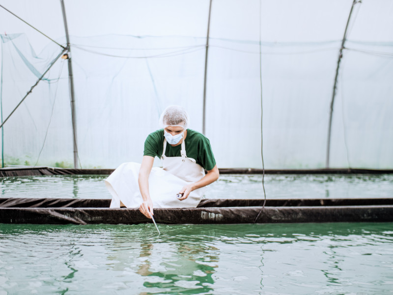 copie-de-etika-spirulina-photo-part1-serre-66-1-896154
